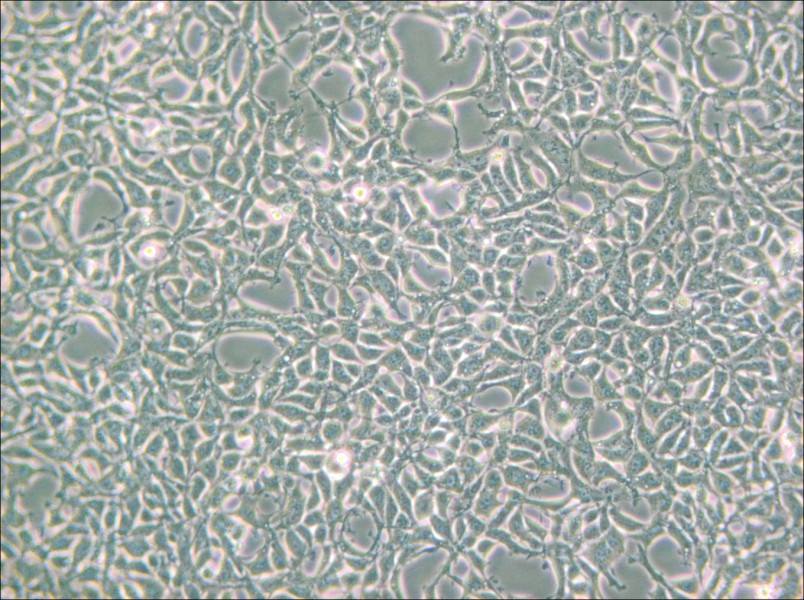 293 [HEK-293] Cell Complete Medium - small - 4