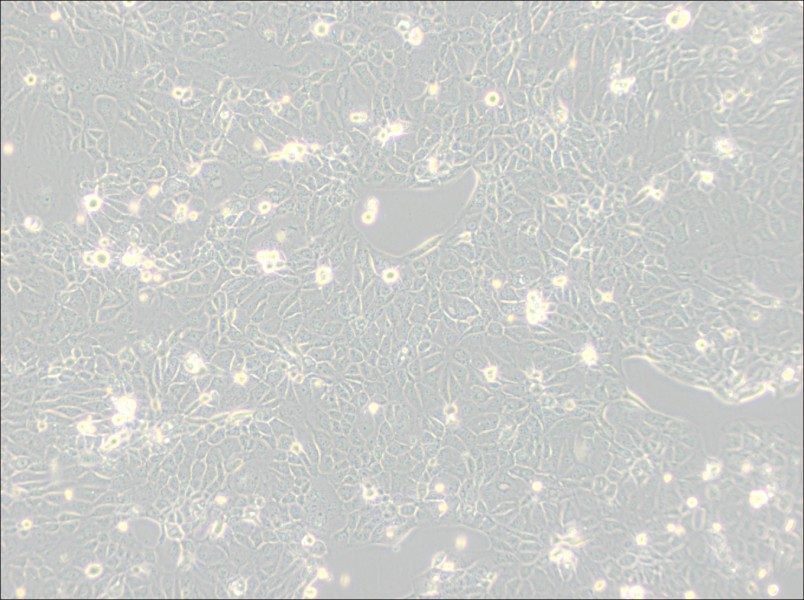 Panc 10.05 Cell Complete MediumPanc 10.05 Cell Complete Medium - 2