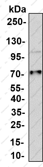 Recombinant EOMES Monoclonal Antibody - 2