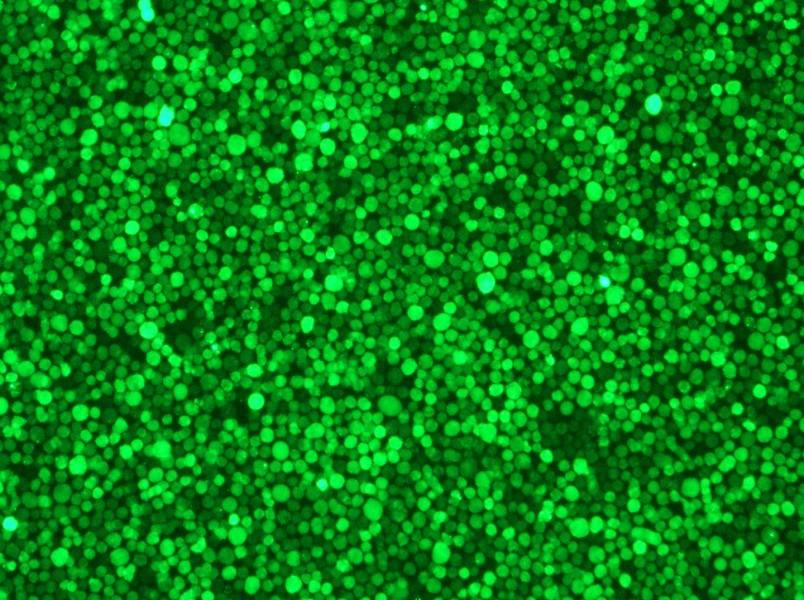 THP-1-GFP Cell Complete MediumTHP-1-GFP Cell Complete Medium - 3