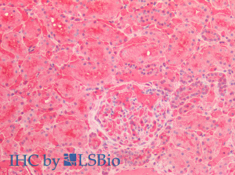 Immunohistochemistry of paraffin-embedded Human Kidney using ENO1 Polyclonal Antibody at dilution of 1:60(Elabscience Product Detected by Lifespan).