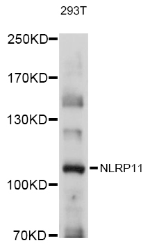 Western blot analysis of extracts of 293T cells using NLRP11 Polyclonal Antibody at 1:1000 dilution.