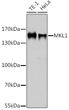 Western blot analysis of extracts of various cell lines using MKL1 Polyclonal Antibody at dilution of 1:1000.