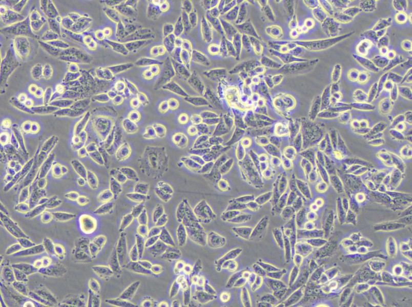 AA8 Cell Complete Medium - 4