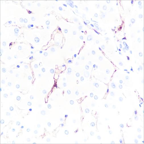Recombinant Claudin-5 Monoclonal Antibody - 3
