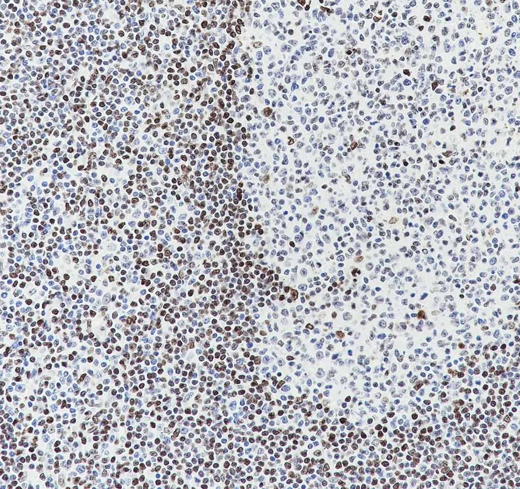 Recombinant Histone H3.3 Monoclonal Antibody - 3