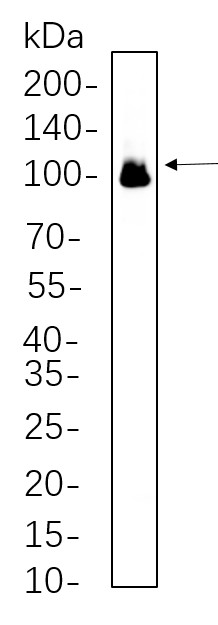 Recombinant Glutamate Receptor 1 Monoclonal Antibody-searchlist-1