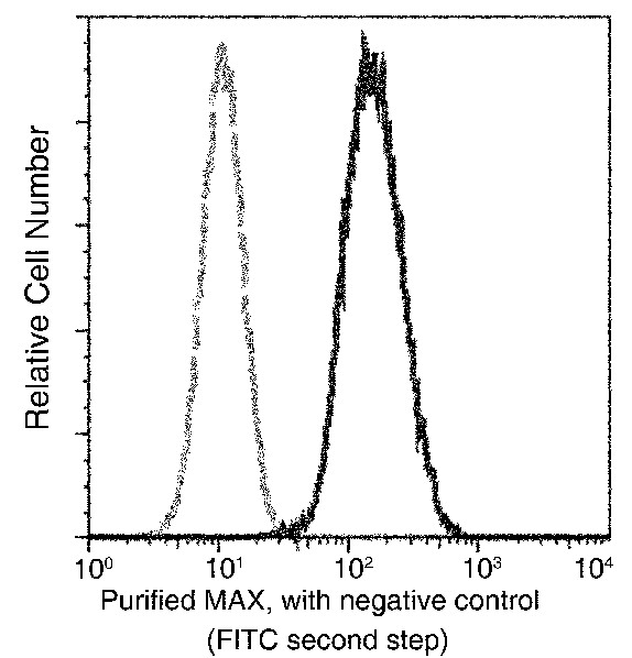 Recombinant MAX/MYC associated factor X Monoclonal Antibody - small - 1