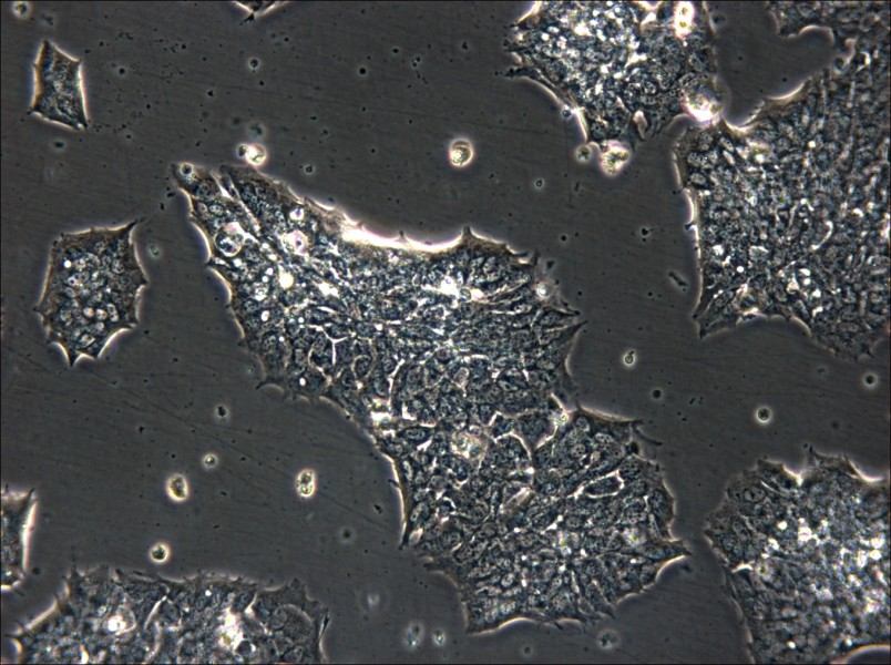 GT1-1 Cell Complete Medium - small - 4