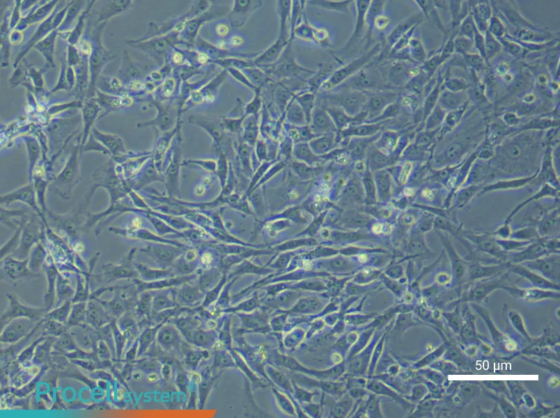 Rat Corpus Cavernosum Smooth Muscle Cell Complete Medium - 5