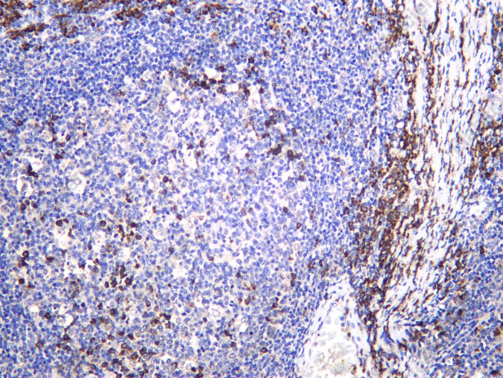 Recombinant CUL 2 Monoclonal Antibody - 1