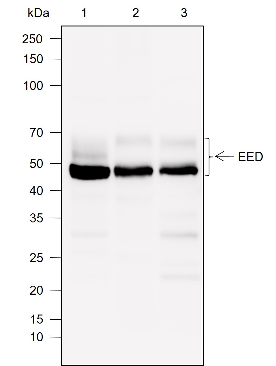 Recombinant EED Monoclonal Antibody-searchlist-1