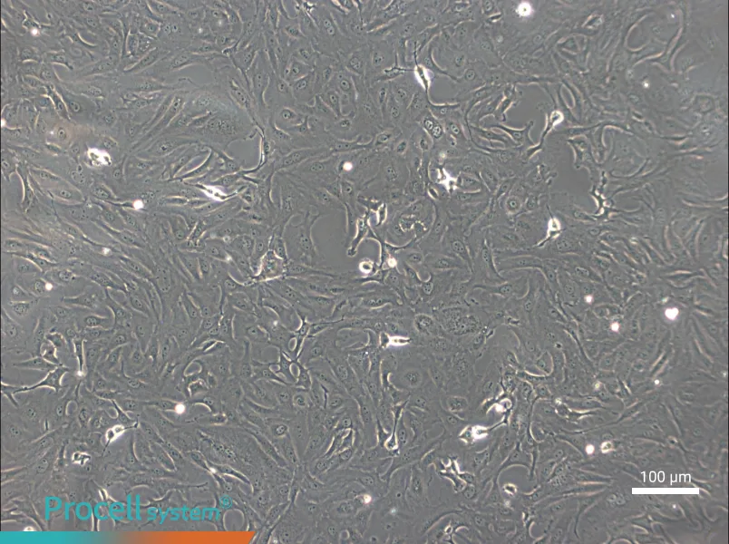 OK Cell Complete Medium - 2