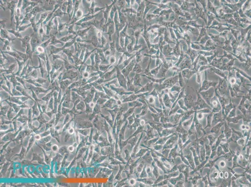CAL-62 Cell Complete Medium - small - 6
