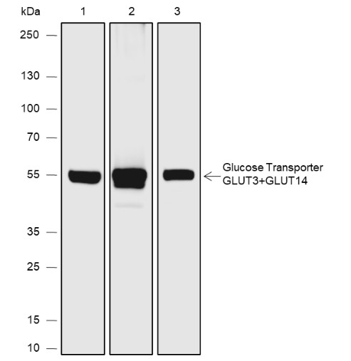 Recombinant GLUT3+GLUT14 Monoclonal Antibody-searchlist-1
