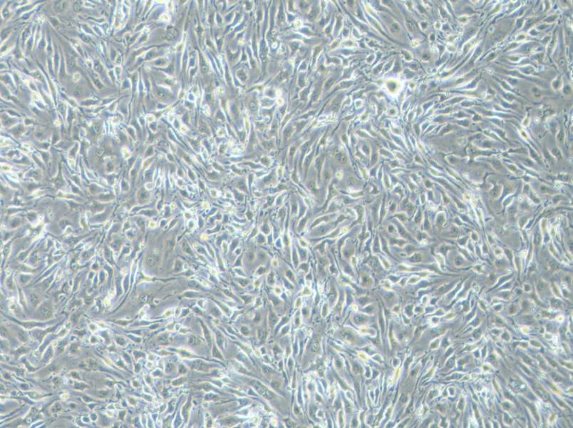 bEnd.3 [BEND3] Cell Complete MediumbEnd.3 [BEND3] Cell Complete Medium - 3