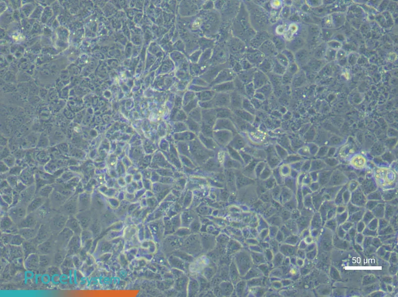 Mouse Corneal Epithelial (Primary cell immortalization) Cell Complete Medium - 4