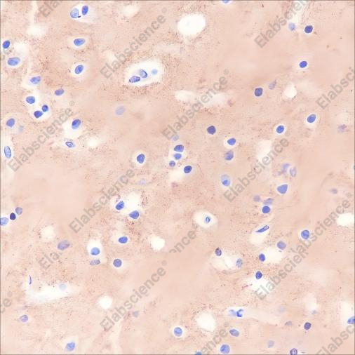 Recombinant Prion protein PrP Monoclonal Antibody - 2