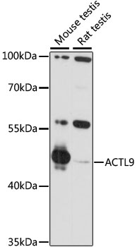 Western blot analysis of extracts of various cell lines using ACTL9 Polyclonal Antibody at 1:1000 dilution.