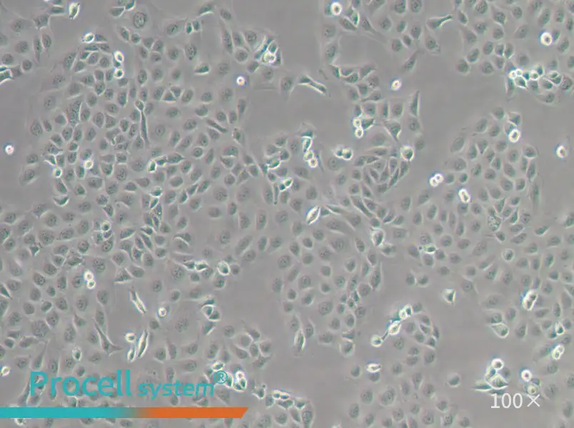 WSU-HN6 Cell Complete MediumWSU-HN6 Cell Complete Medium - 2