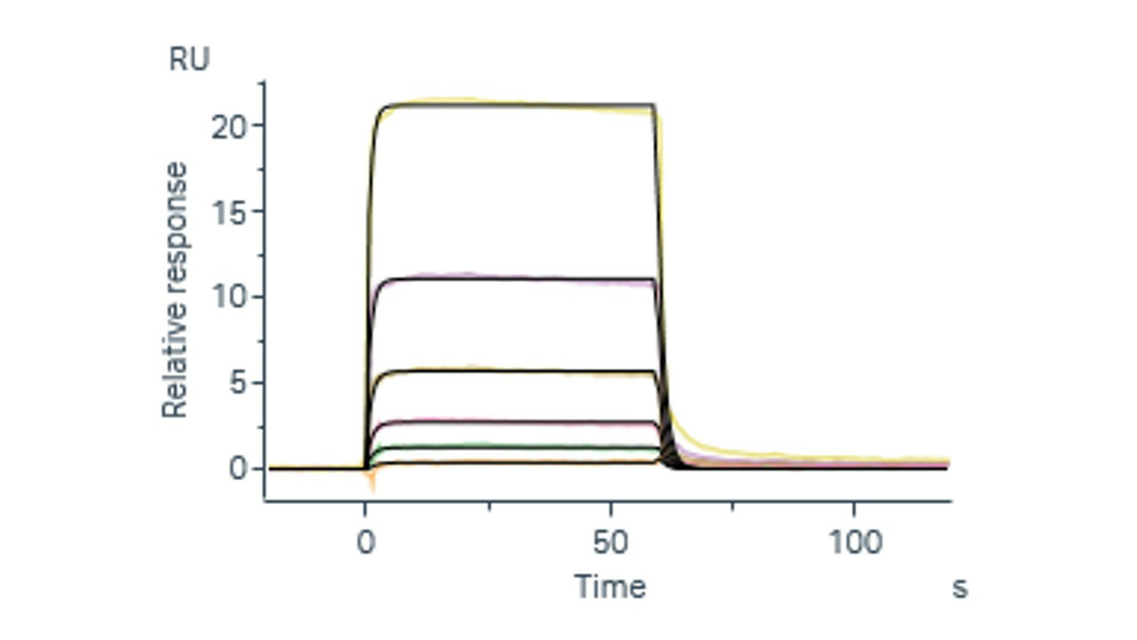 Recombinant Human CD16b/FCGR3B Protein (aa 1-200, His Tag) - small - 2