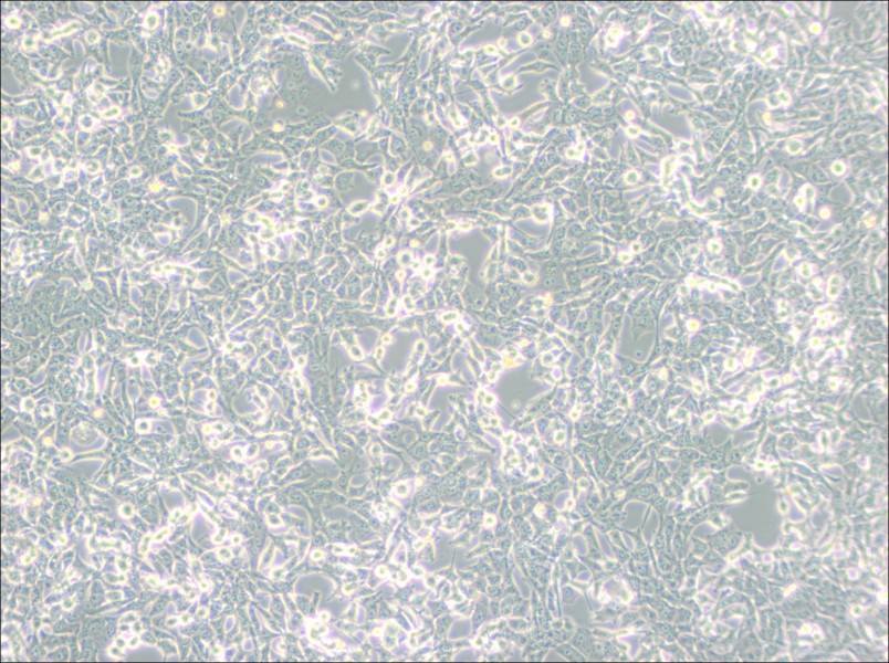 95-D [PLA-801D] Cell Complete Medium95-D [PLA-801D] Cell Complete Medium - 3