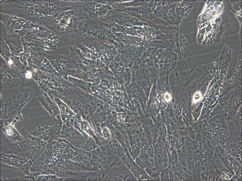 UM-Chor1 Cell Complete Medium - 4