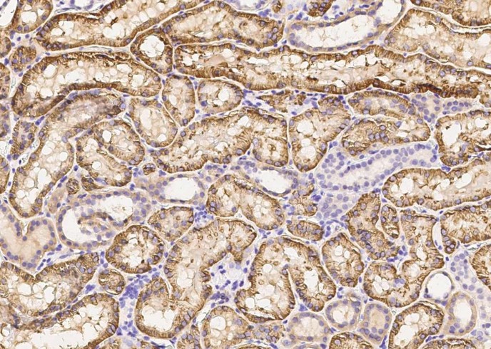 Recombinant CD98/SLC3A2 Monoclonal Antibody - small - 2