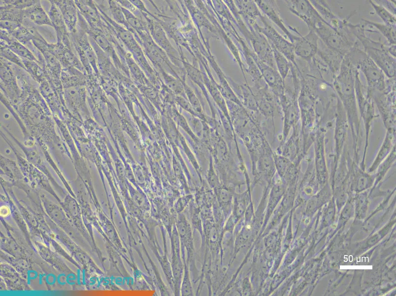 Human Embryonic Lung Fibroblast Complete Medium - 5