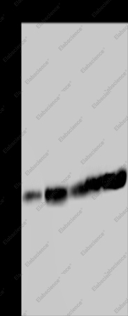 MOB1A Polyclonal Antibody - 1