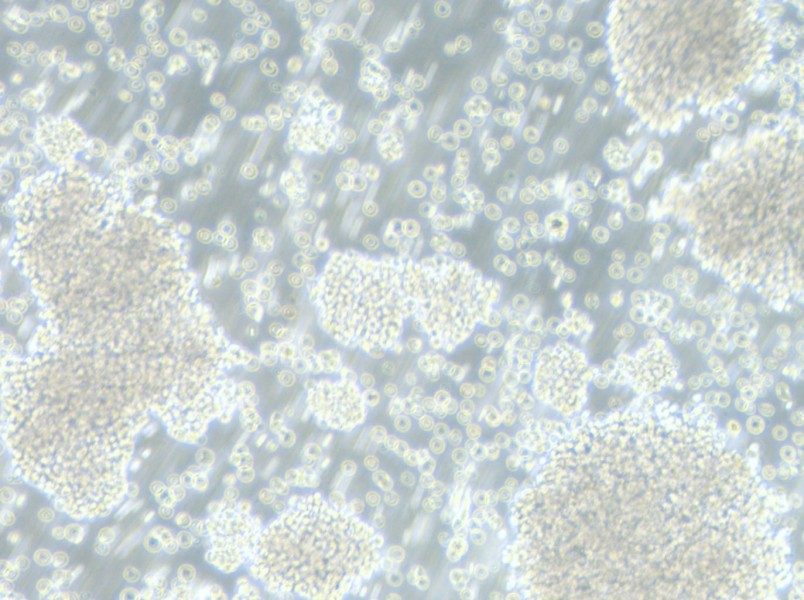 P3HR-1 Cell Complete Medium - small - 8