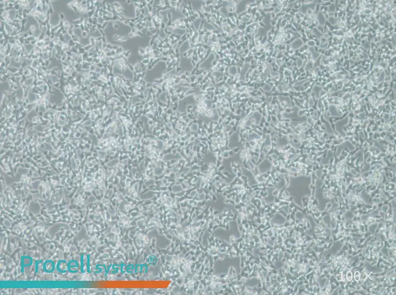 IMR-32 Cell Complete Medium - 2