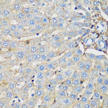 Immunohistochemistry of paraffin-embedded Rat liver using PROCR Polyclonal Antibody at dilution of 1:200 (40x lens).