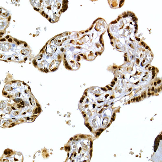 Immunohistochemistry of paraffin-embedded human placenta using SCAF4 Polyclonal Antibody at dilution of 1:50 (40x lens).Perform high pressure antigen retrieval with 10 mM citrate buffer pH 6.0 before commencing with IHC staining protocol.