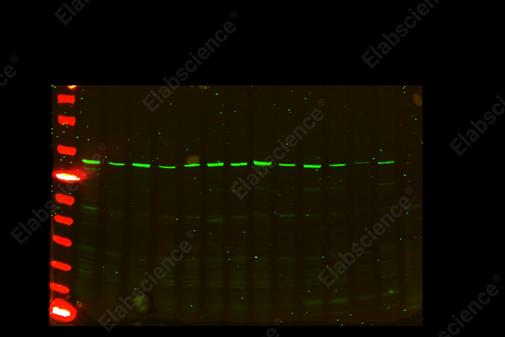 Recombinant PI3-Kinase p85 α Monoclonal Antibody - 3