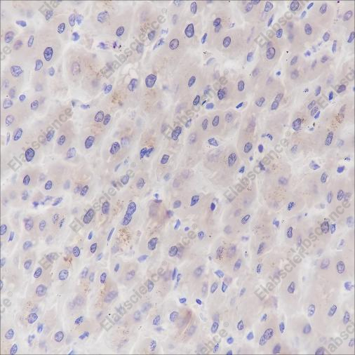 Recombinant PRMT5 Monoclonal Antibody - 3