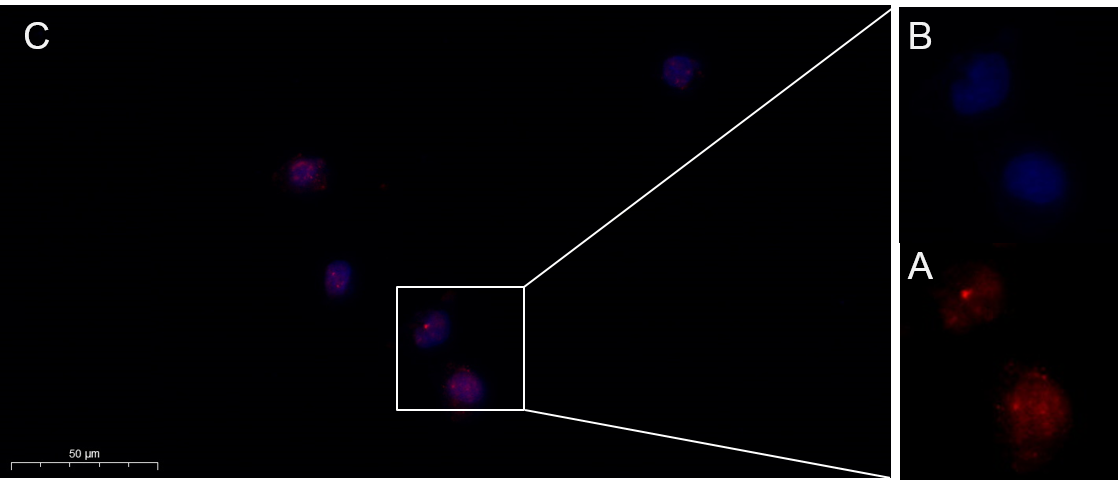 Recombinant Phospho-Stat5 (Tyr694) Monoclonal Antibody - 3