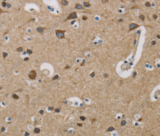 COX6B1 Polyclonal Antibody - 3