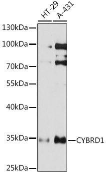 Western blot analysis of extracts of various cell lines using CYBRD1 Polyclonal Antibody at1:1000 dilution.