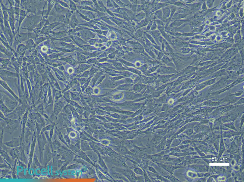 Mouse Lung Fibroblast (Primary cell immortalization) Complete MediumMouse Lung Fibroblast (Primary cell immortalization) Complete Medium - 5
