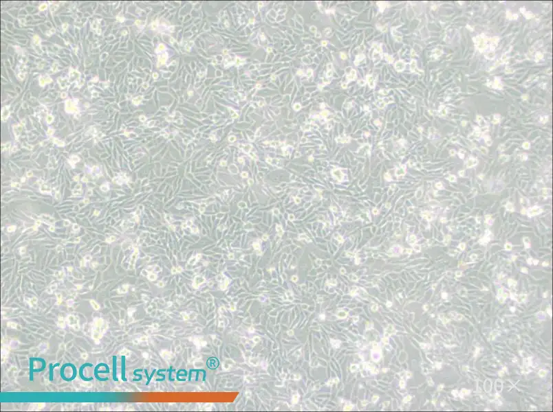 CHO/dhFr- [CHO-DXB11] Cell Complete Medium - 3