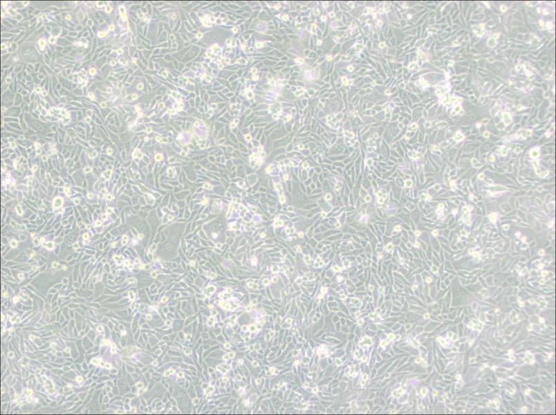 CHO/dhFr- [CHO-DXB11] Cell Complete Medium - 2