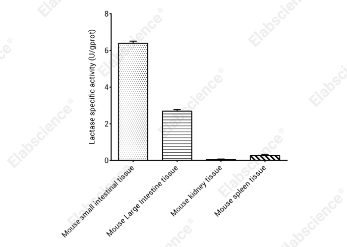 Lactase Activity Colorimetric Assay Kit - 2