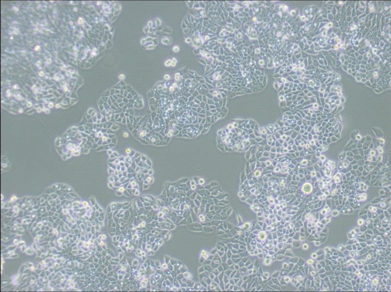 CX-1 Cell Complete Medium - small - 4