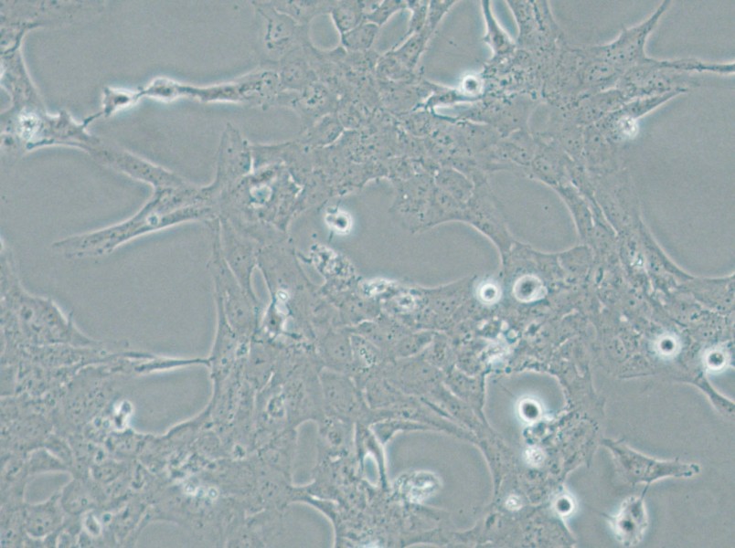 HLE-B3 Cell Complete Medium - 6