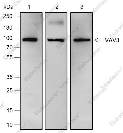 Recombinant VAV3 Monoclonal Antibody - 1