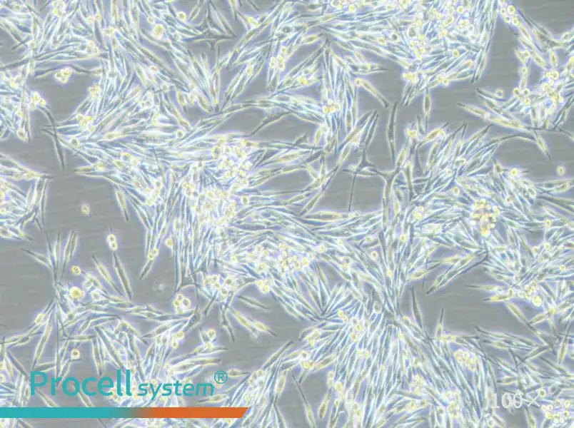 MP38 Cell Complete Medium - 3