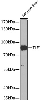 Western blot analysis of extracts of Mouse liver using TLE1 Polyclonal Antibody at1:1000 dilution.