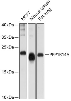 Western blot analysis of extracts of various cell lines using PPP1R14A Polyclonal Antibody at dilution of 1:1000.