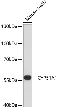 Western blot analysis of extracts of Mouse testis using CYP51A1 Polyclonal Antibody at dilution of 1:1000.